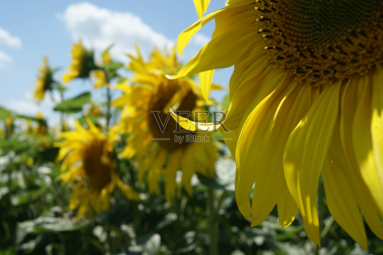 田野里盛开的向日葵照片摄影图片