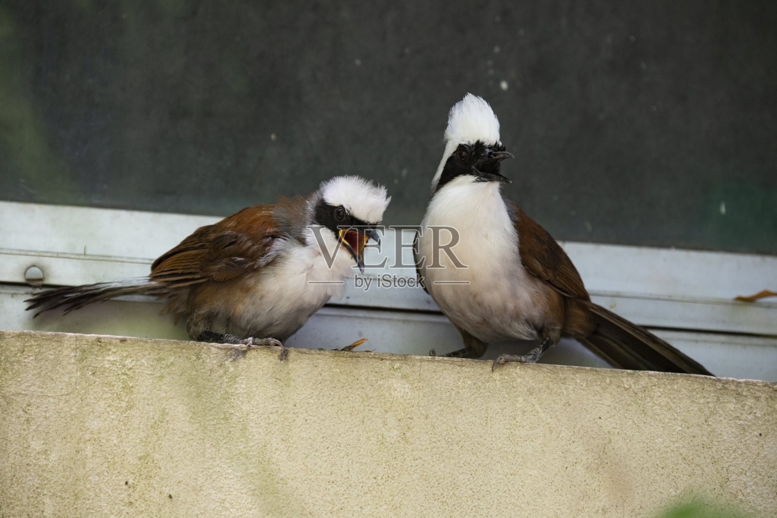 白冠笑画眉照片摄影图片