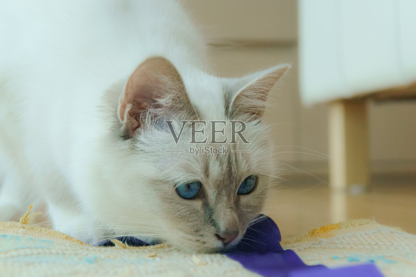 想照片摄影图片