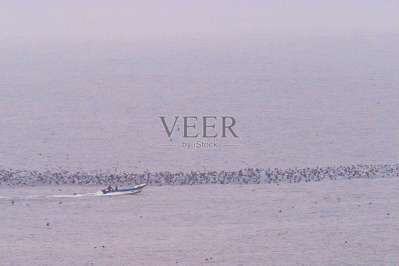 一群乌黑海鸥在渔船旁照片摄影图片