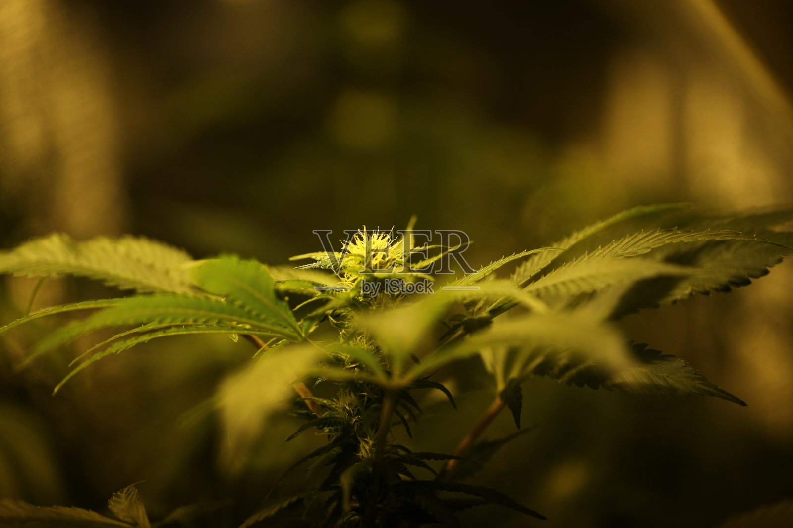 种植大麻农场种植园医用大麻大麻照片摄影图片