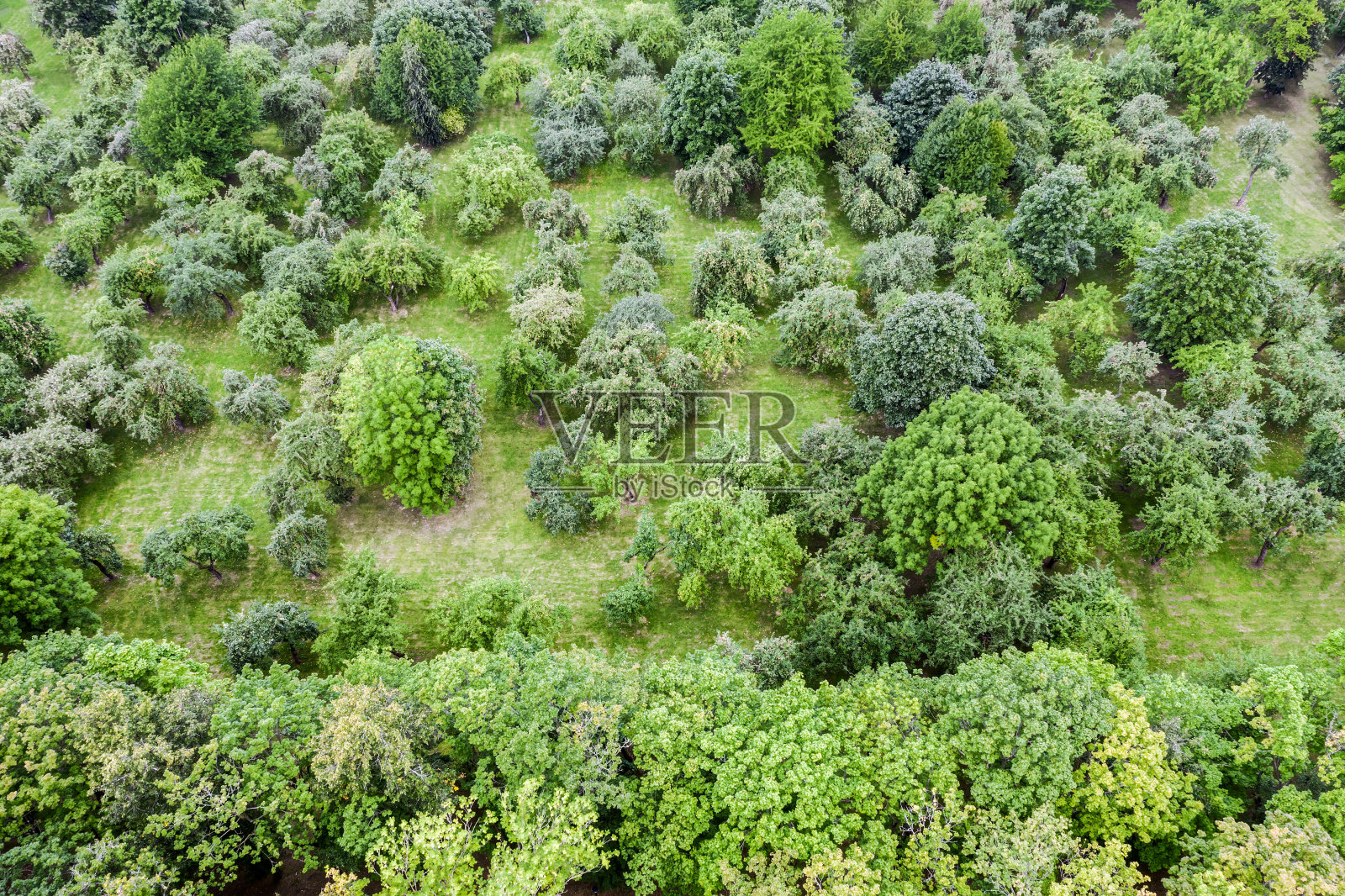 夏季公园景观绿树成荫照片摄影图片