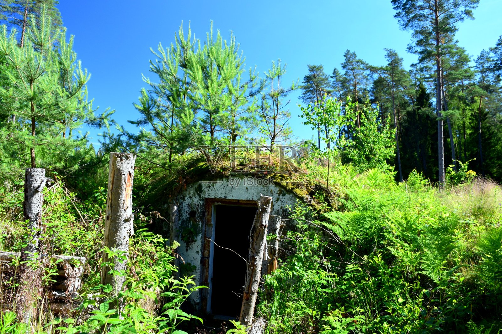 掩蔽所一种小型防空洞或陆军掩体，隐藏在郁郁葱葱的森林中，覆盖着树木、灌木、原木、树桩和灌木，以便在波兰乡村的夏日里很难被发现照片摄影图片