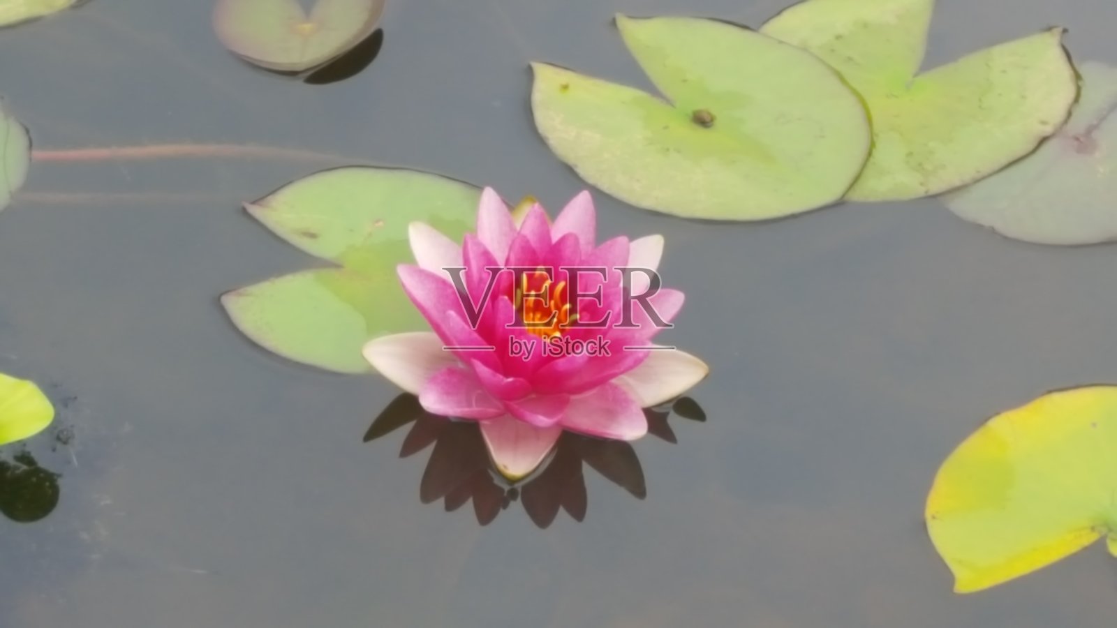 粉红睡莲照片摄影图片