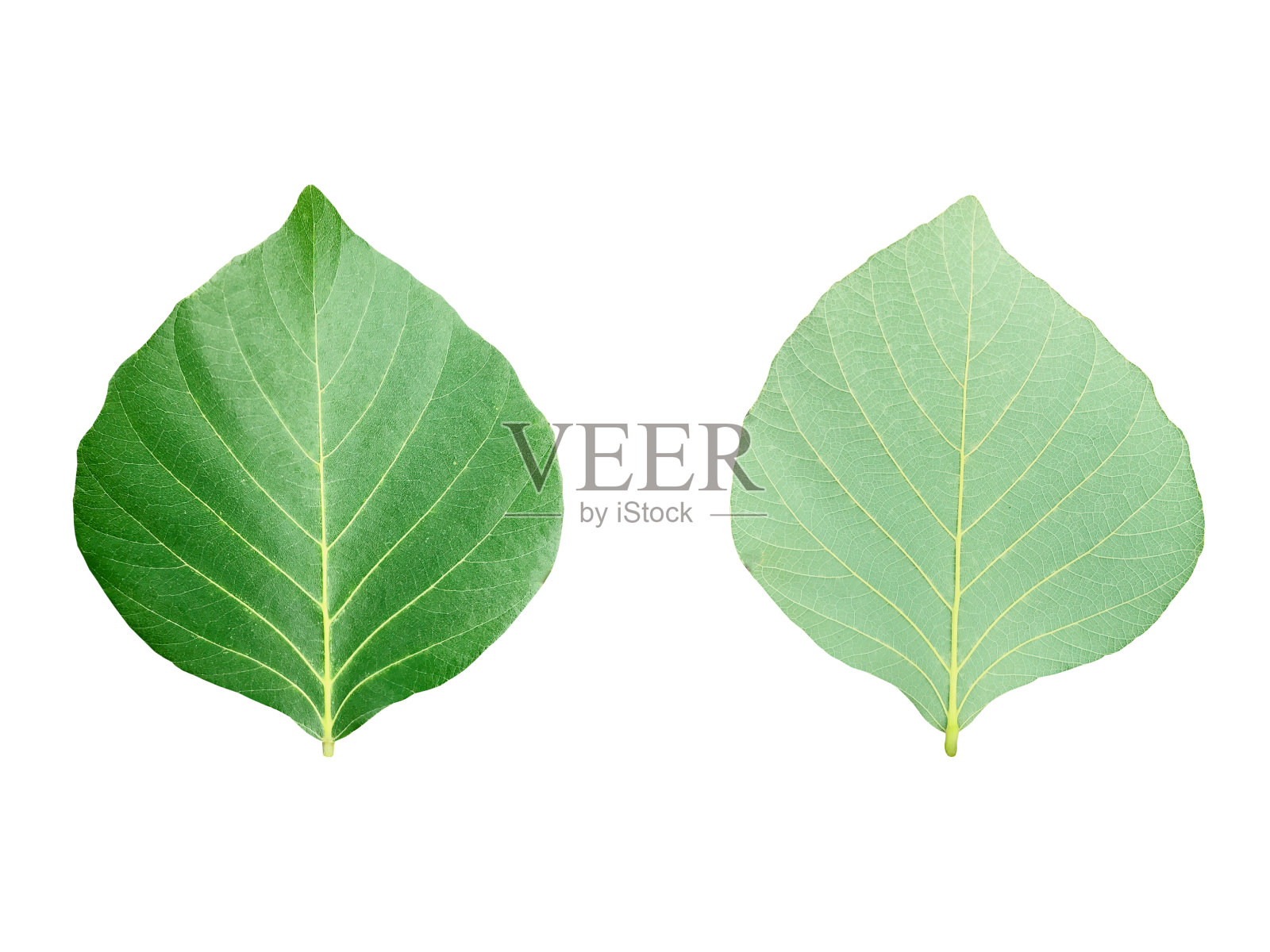 绿叶孤立在白色背景上。照片摄影图片