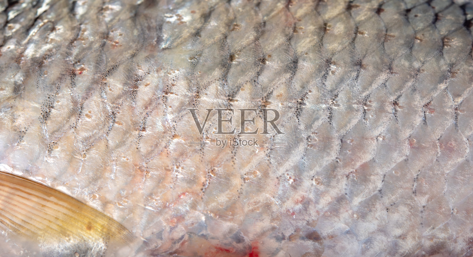 鱼鳞特写自然背景图像照片摄影图片