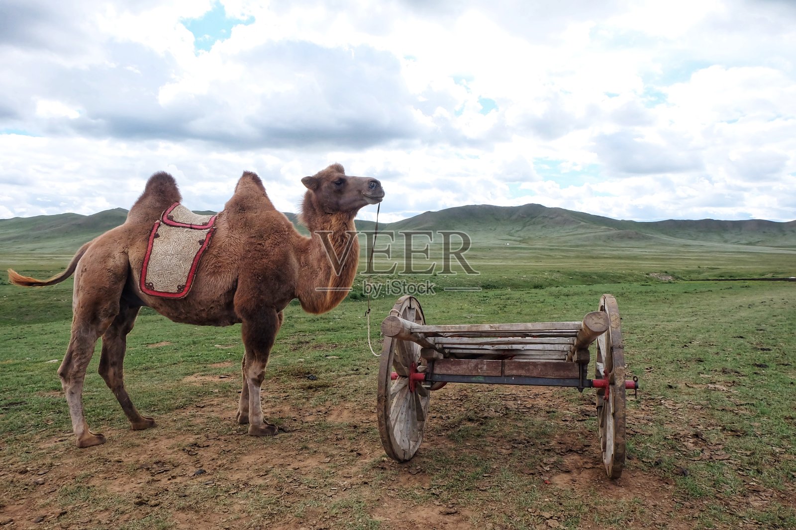 骆驼照片摄影图片