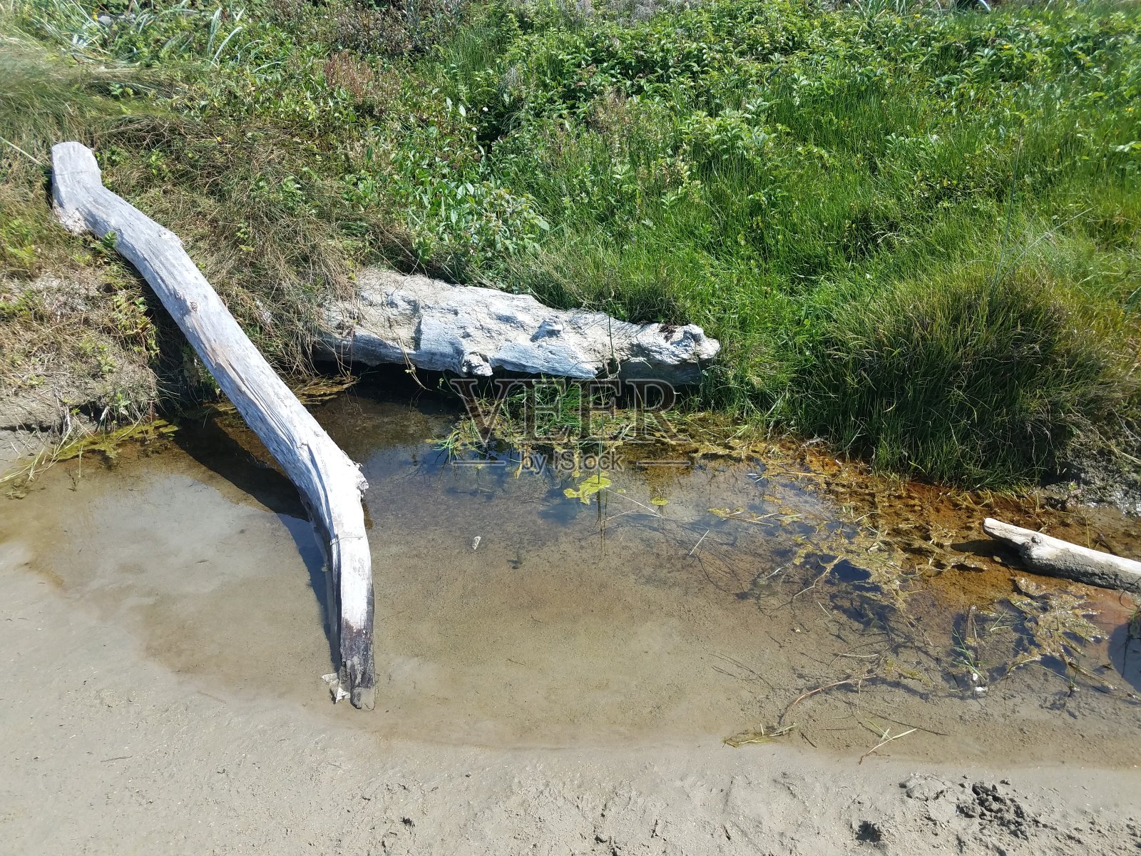 水坑里有木头、绿草和沙子照片摄影图片