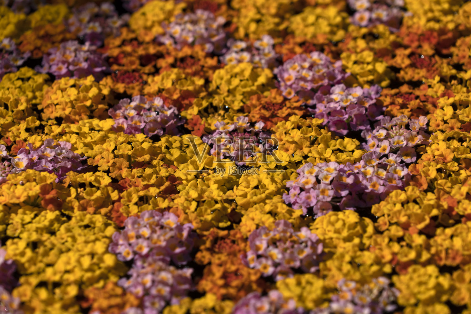 水疗花在水中照片摄影图片