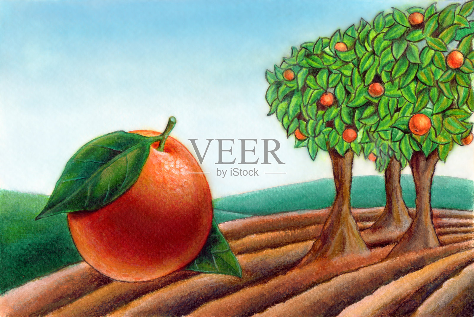 新鲜橙插画图片素材