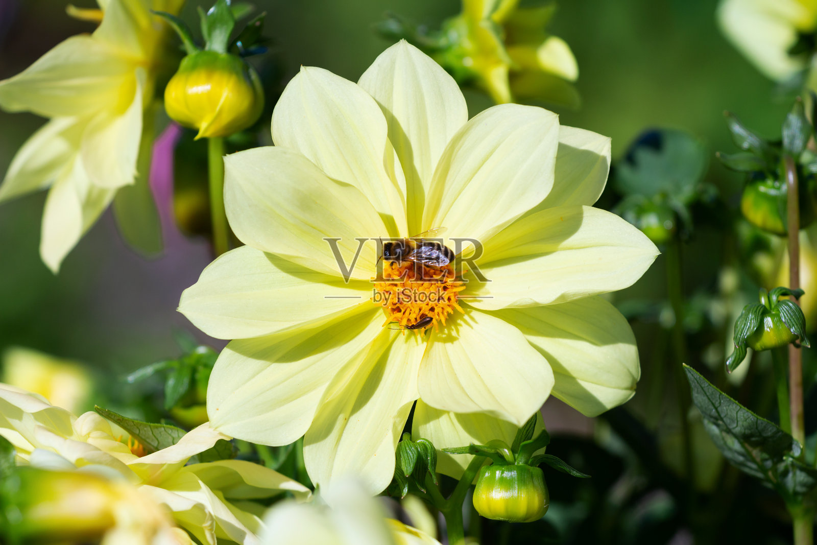一只蜜蜂和一只甲虫在黄色盛开的大丽花上收集花粉。自然背景照片摄影图片
