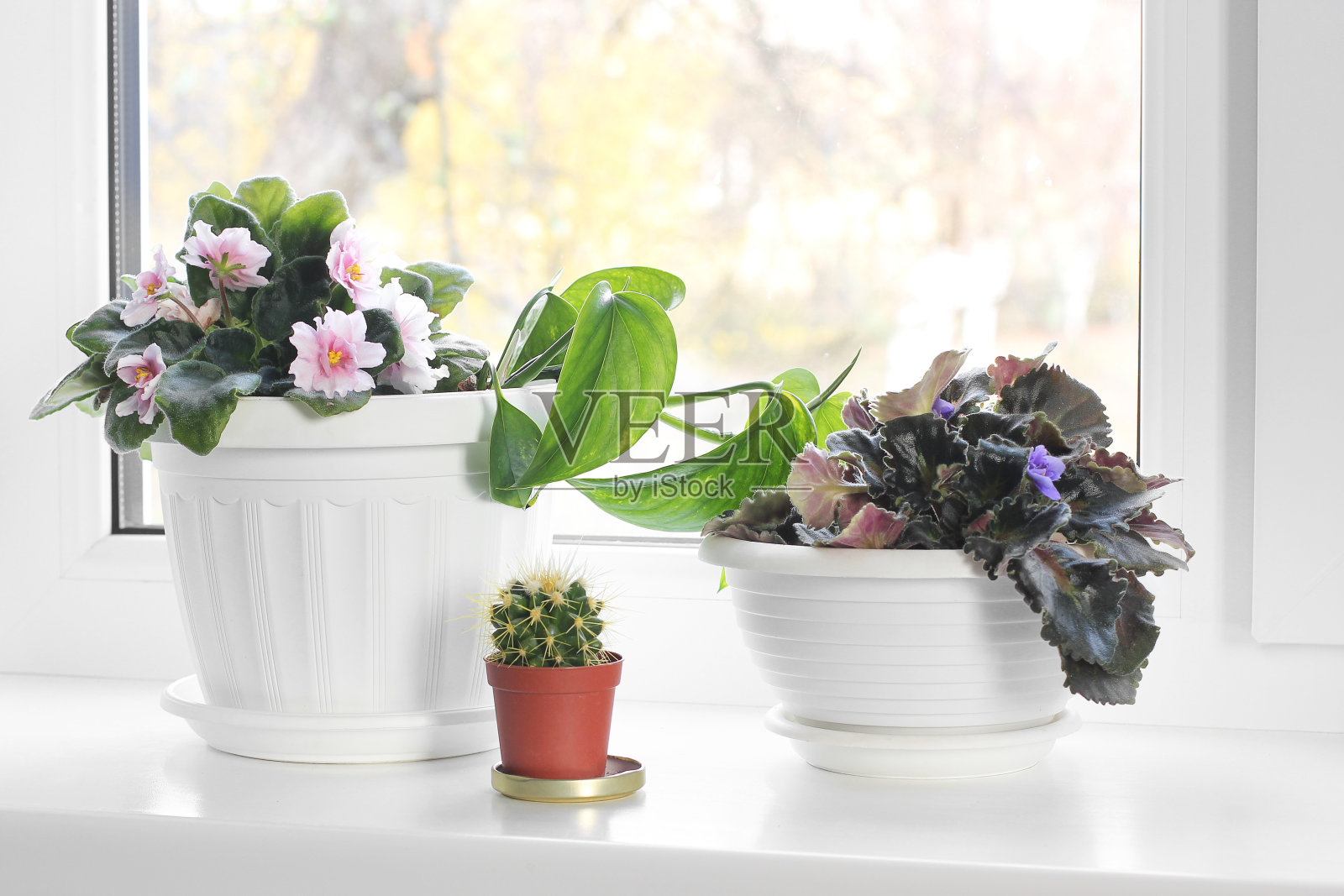 花盆中的盆栽，窗边的紫罗兰照片摄影图片