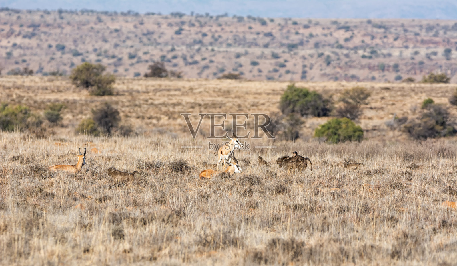 羚羊和狒狒照片摄影图片