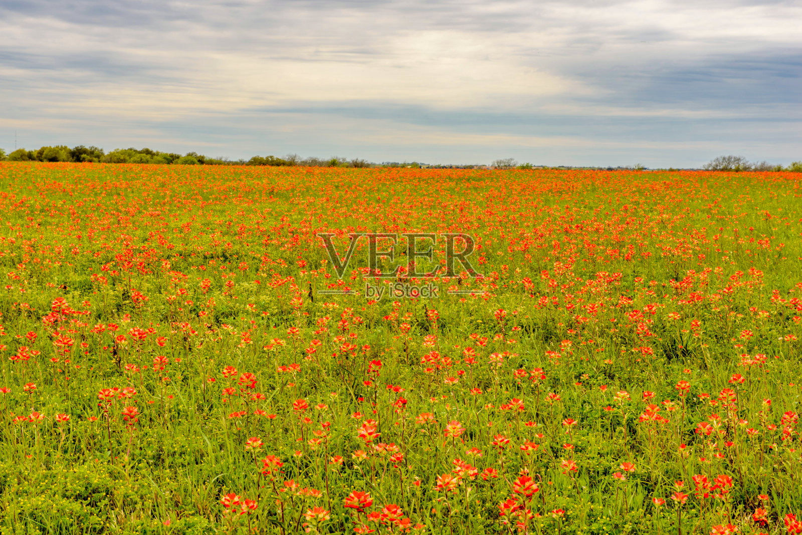 鲜花红地毯照片摄影图片