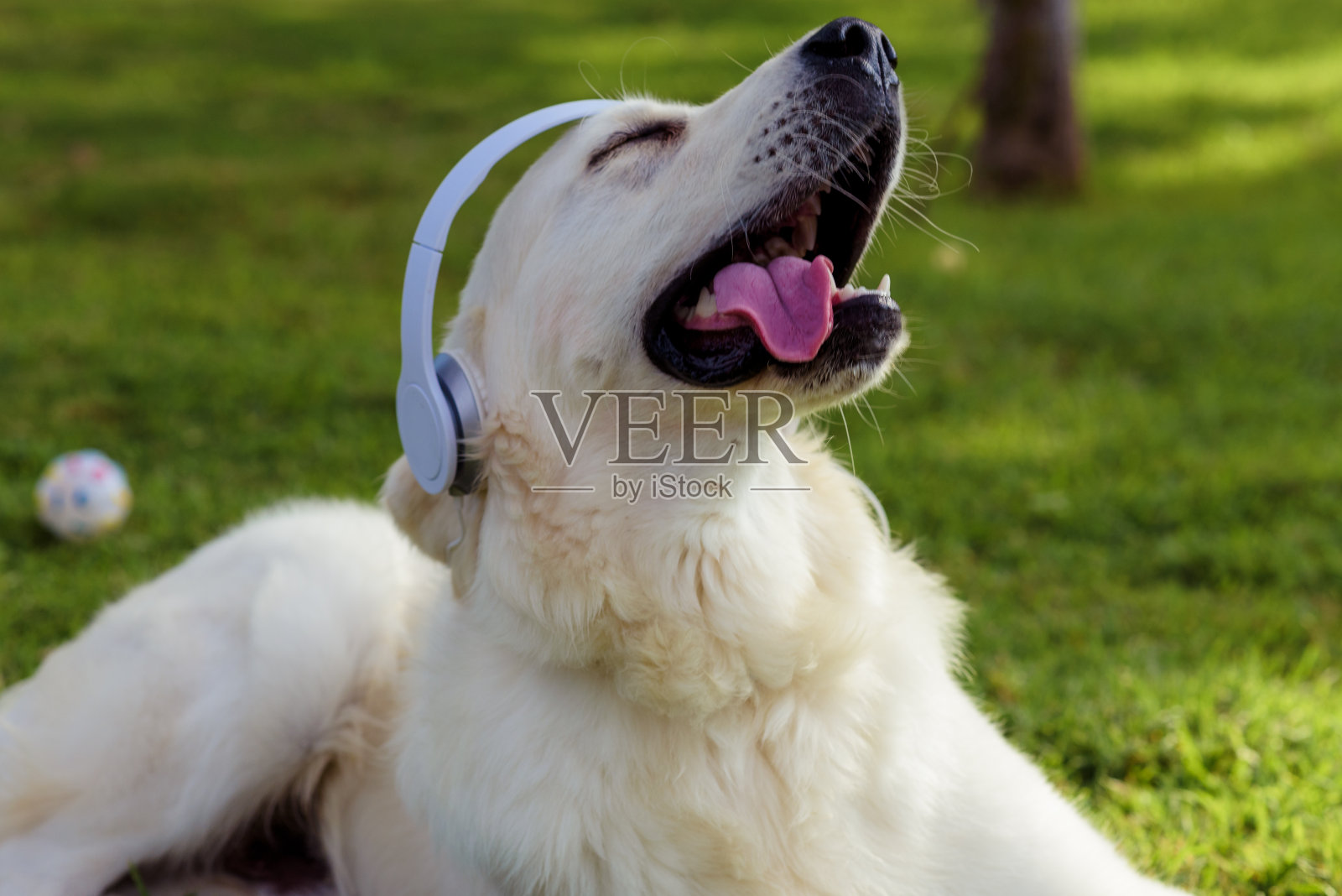 金毛猎犬戴着耳机听音乐照片摄影图片