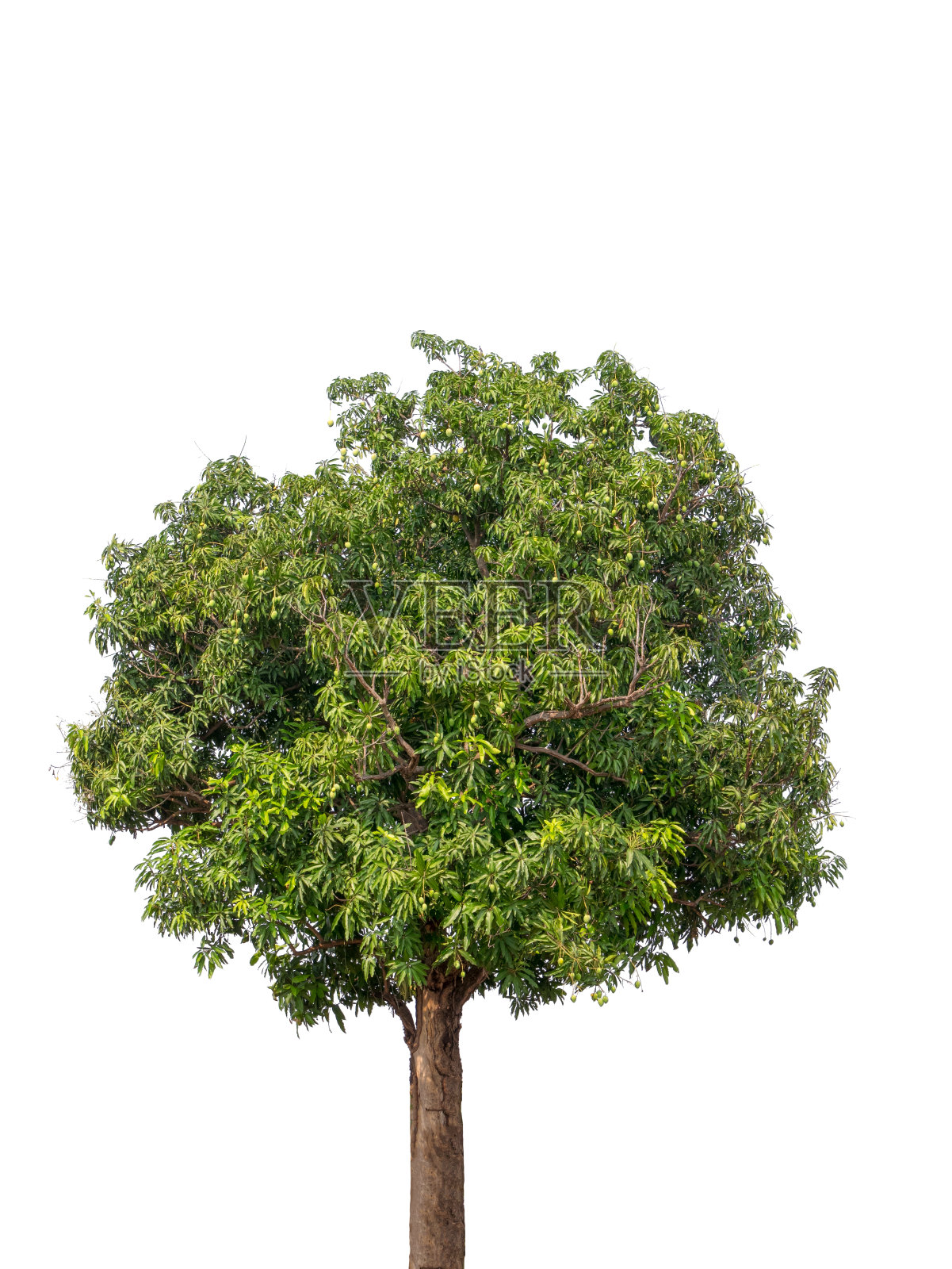 树木孤立在白色背景，热带树木孤立用于设计，广告和建筑照片摄影图片