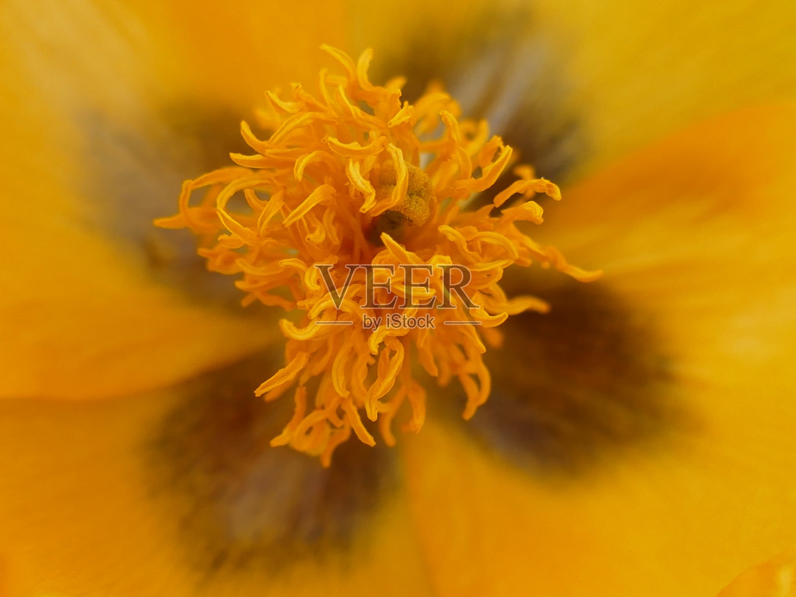 黄色glaucian照片摄影图片