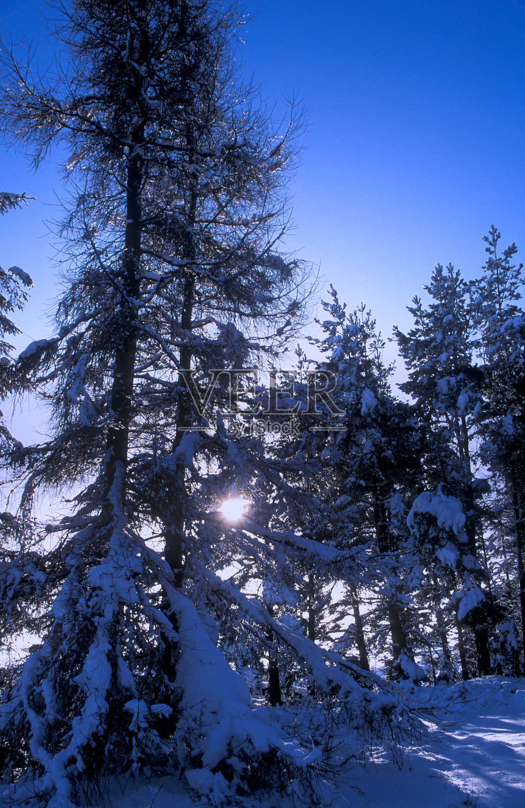 在英国北约克郡马沙姆附近的德鲁伊种植园照片摄影图片