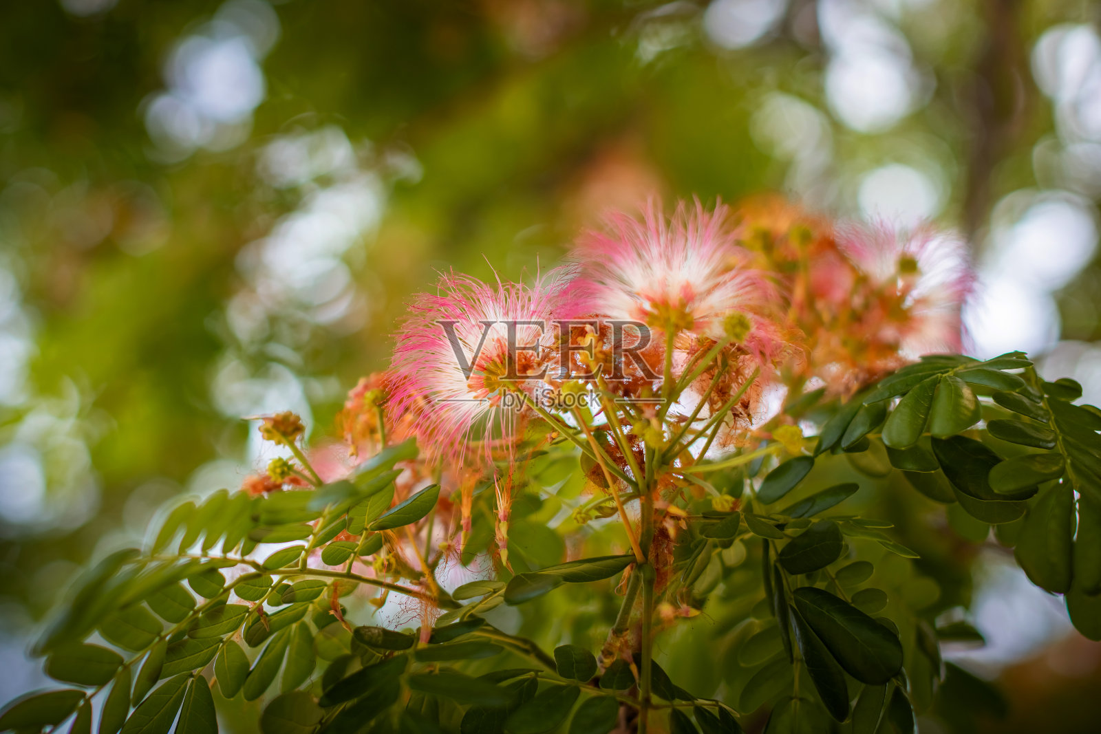 雨树粉花、东印度核桃、猴荚照片摄影图片