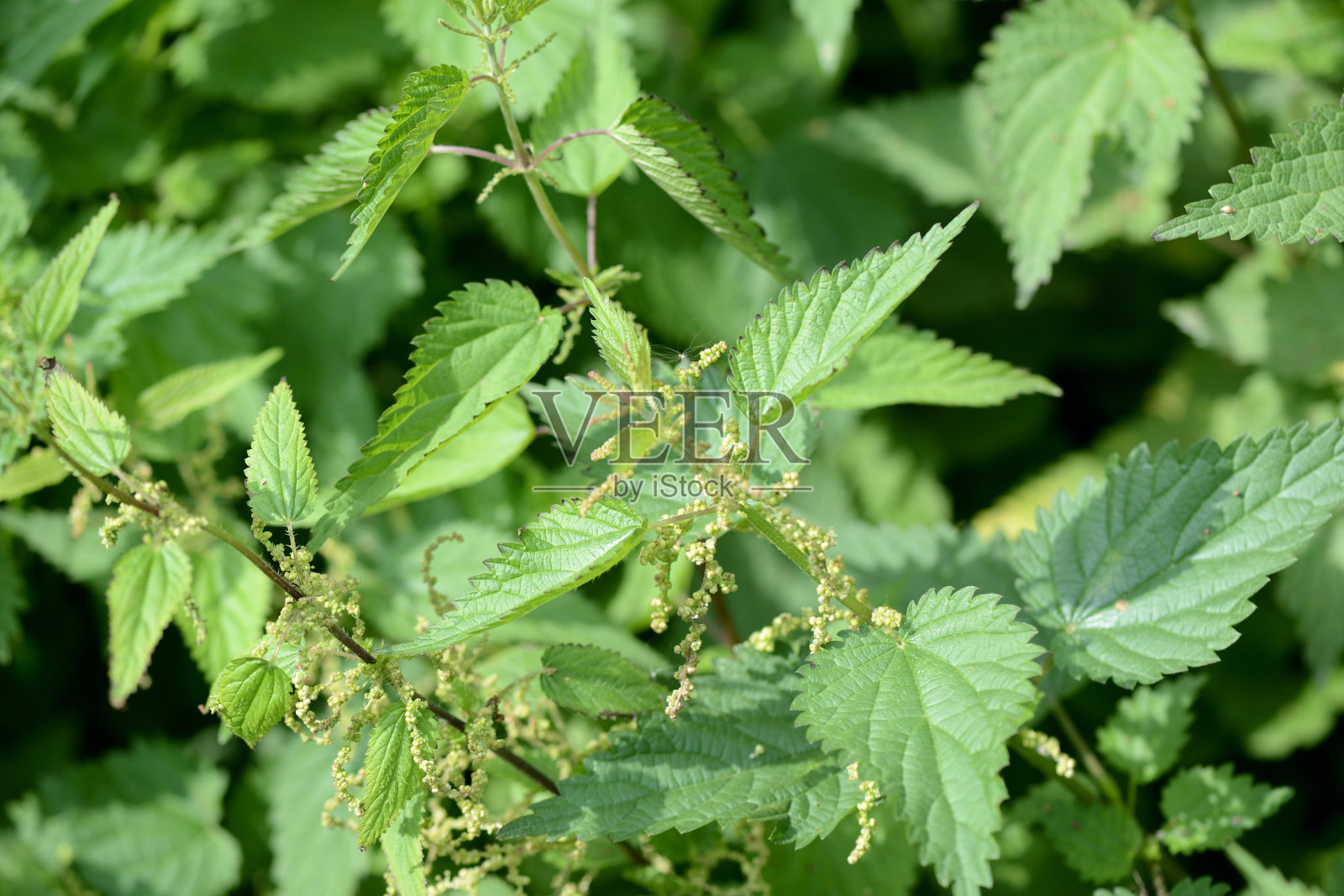 夏日院子里的绿荨麻近了照片摄影图片