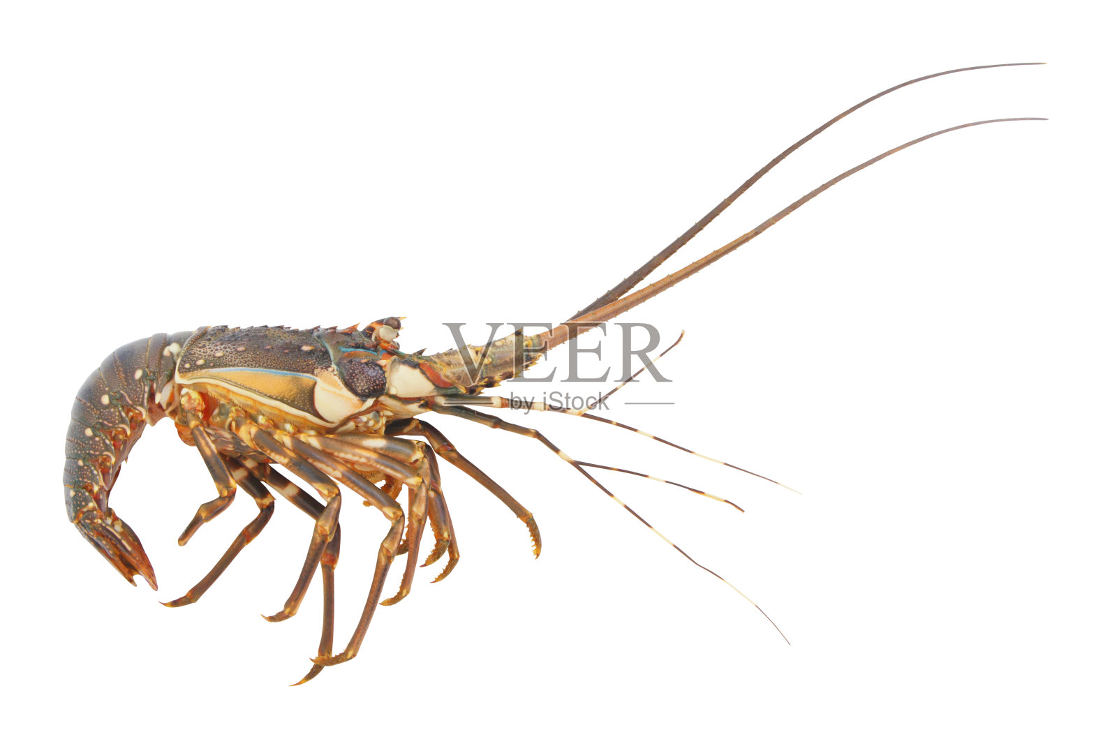 多刺龙虾孤立在白色照片摄影图片