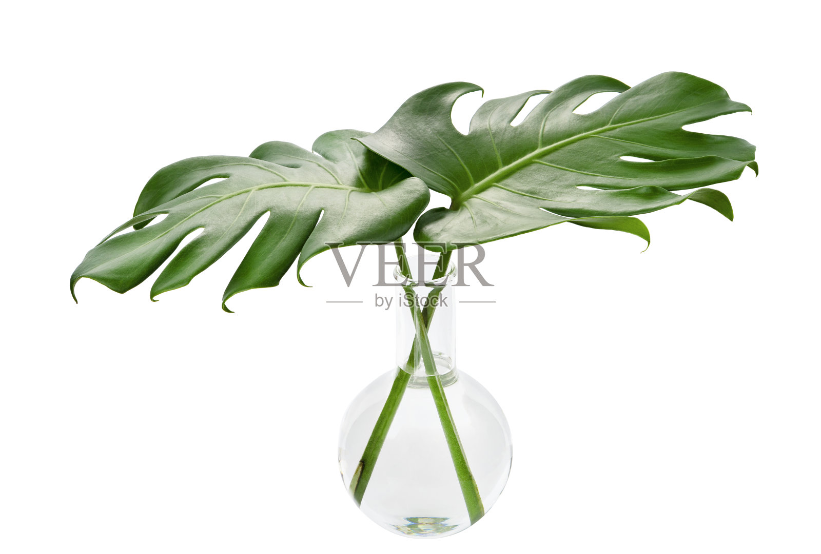 在圆底烧瓶里的美味的Monstera叶子，实验室玻璃器皿中的热带叶子孤立在白色的背景上，有修剪的路径照片摄影图片