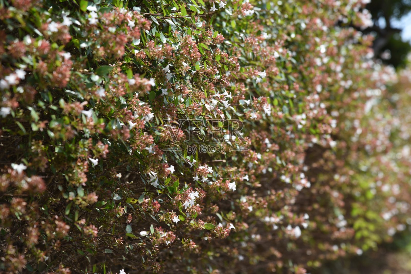 光泽abelia照片摄影图片