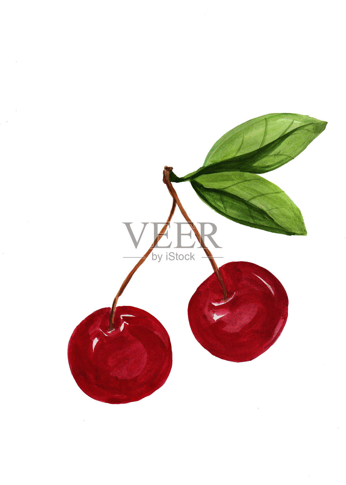 白色背景上孤立的甜樱桃插画图片素材