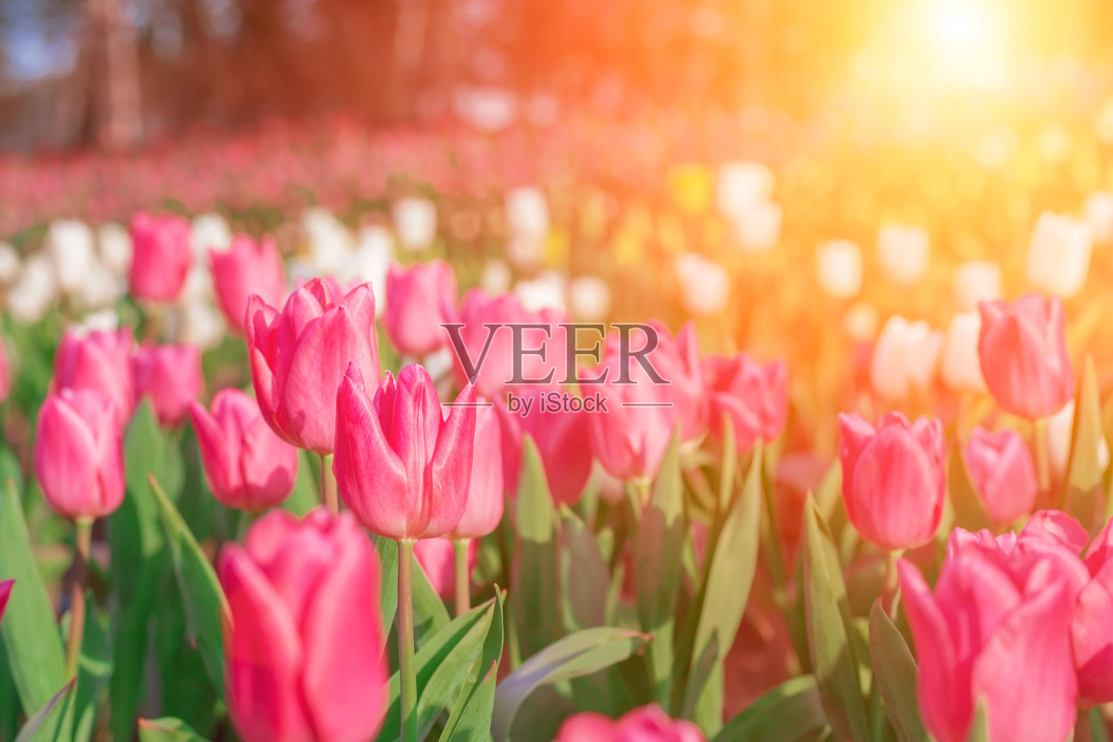 美丽的粉红色郁金香在花园里。照片摄影图片