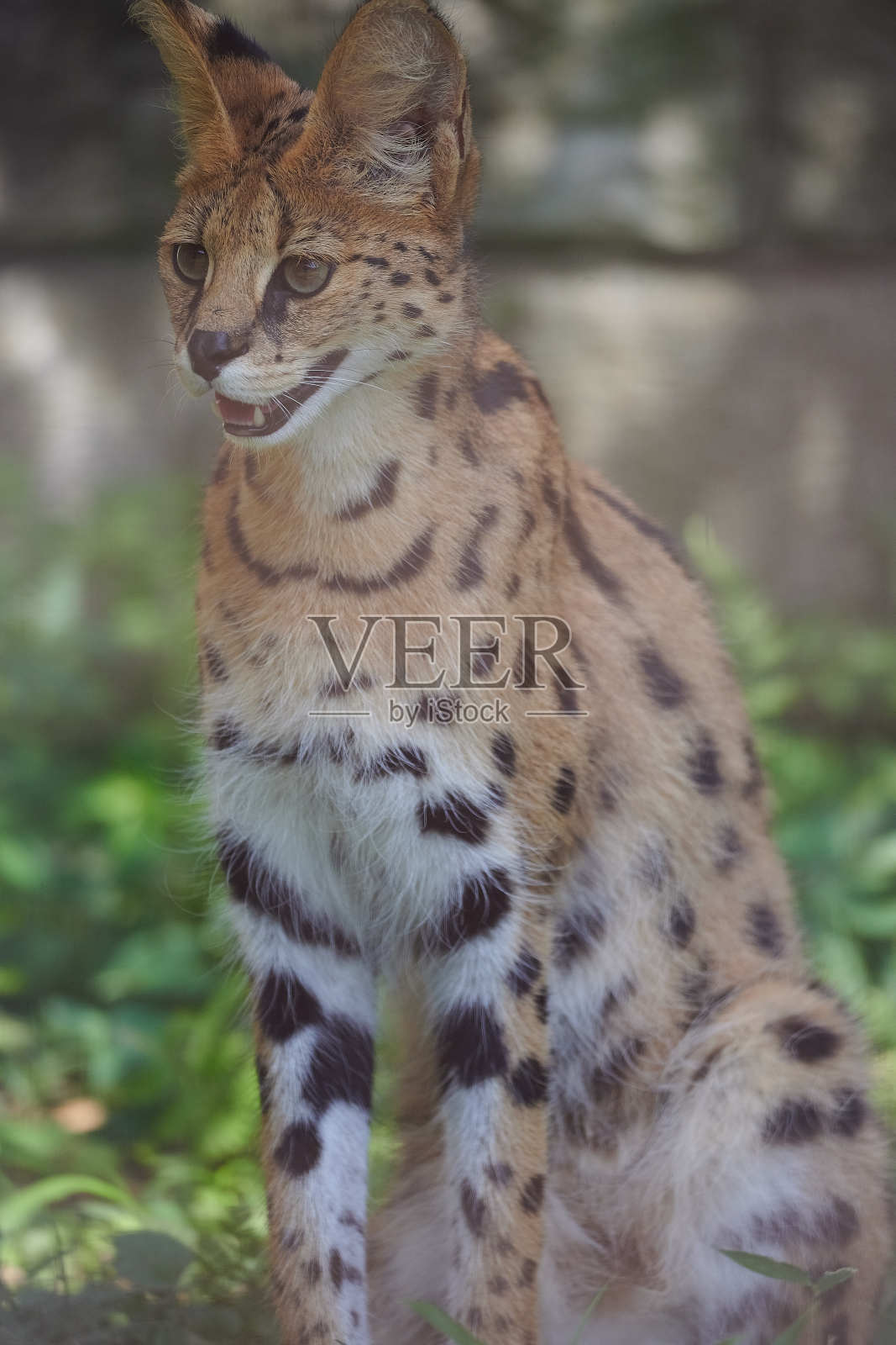 薮猫照片摄影图片