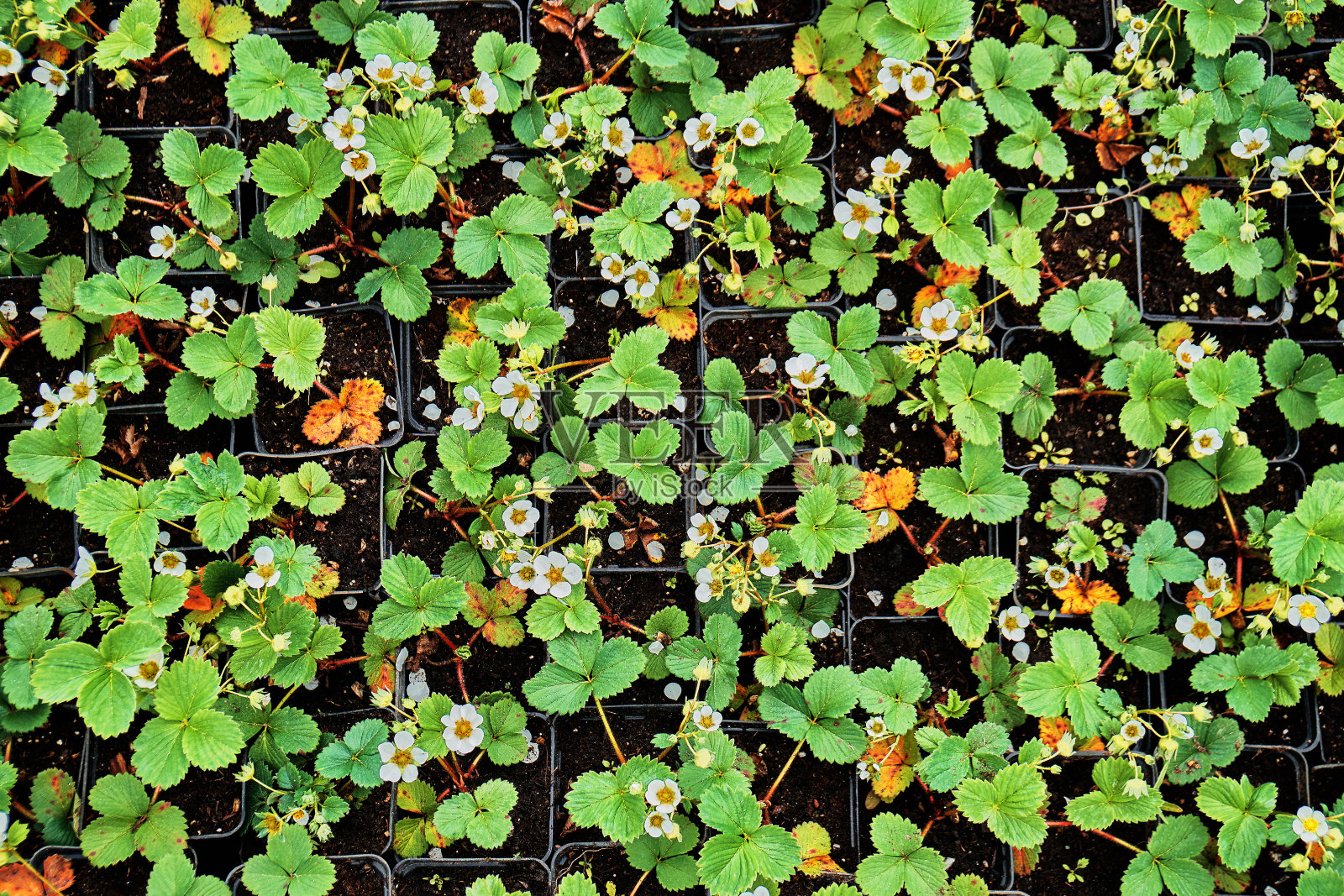 草莓幼苗开花在花盆出售在一个花园苗圃商店照片摄影图片