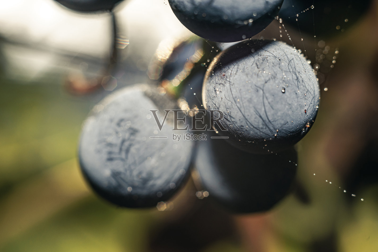 靠近美丽的新鲜的蓝色葡萄颗粒背景。宏观的观点。照片摄影图片