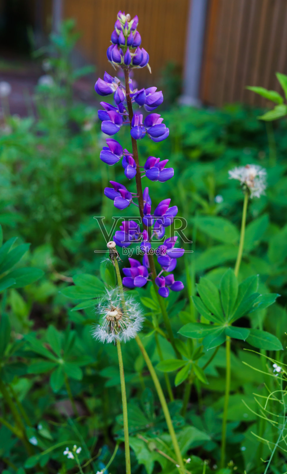 紫色的羽扇豆花的箭头盯着顶端。美丽的花。照片摄影图片