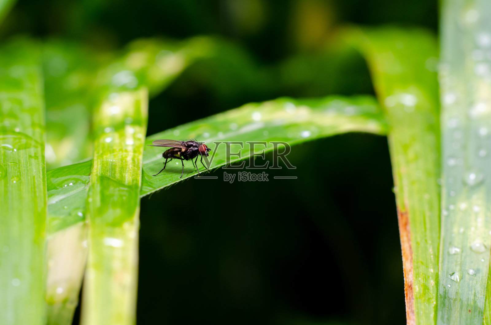 叶子上苍蝇的特写镜头照片摄影图片