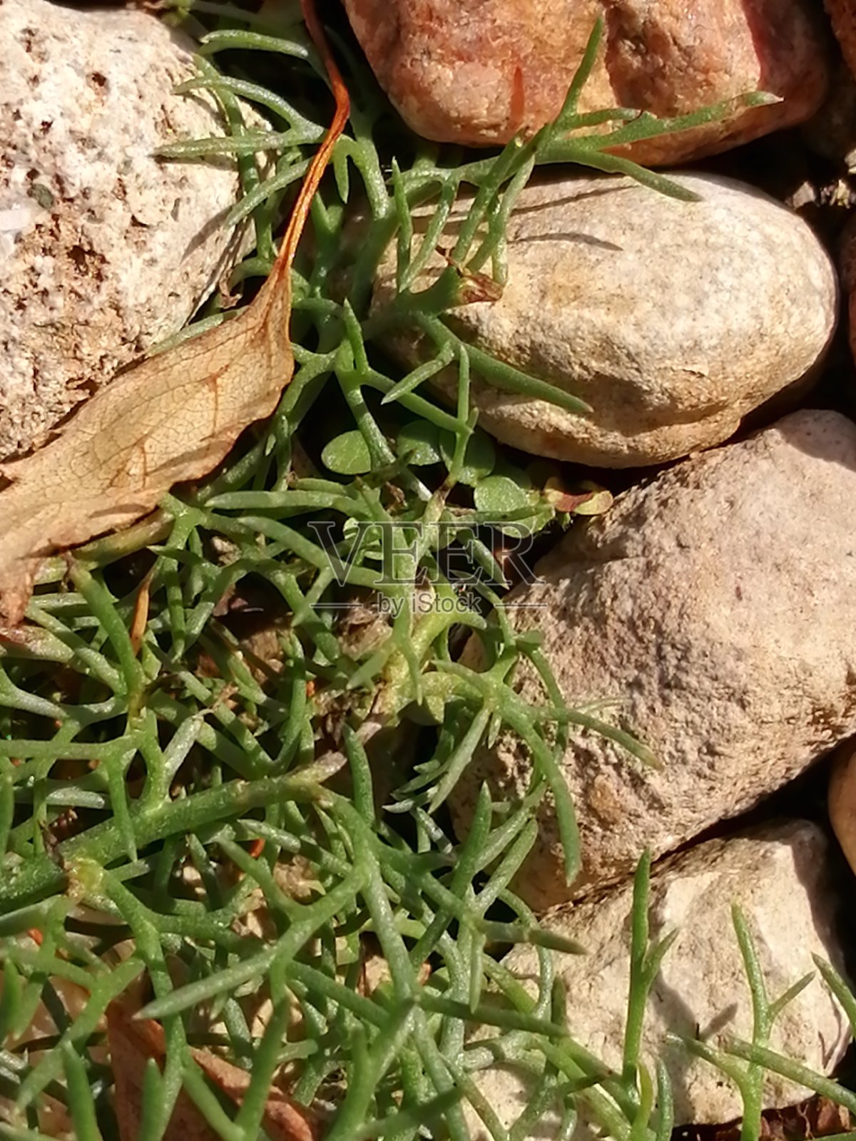 植物,石头,秋天照片摄影图片