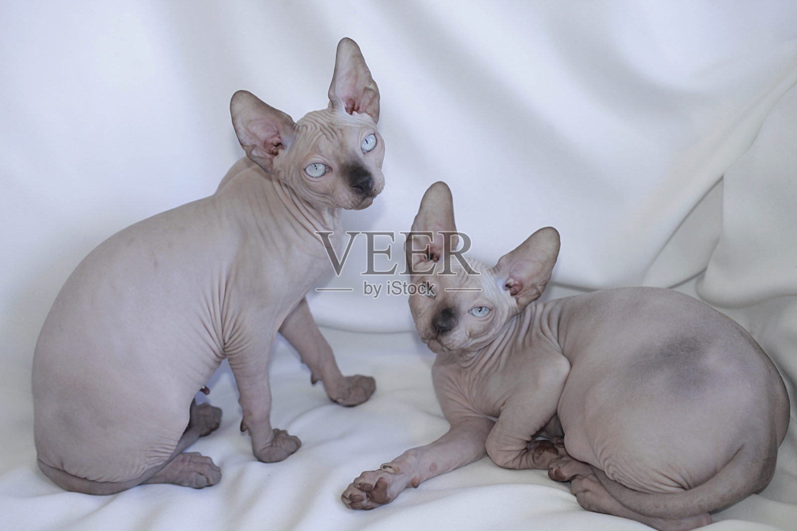 斯芬克斯无毛猫的肖像照片摄影图片