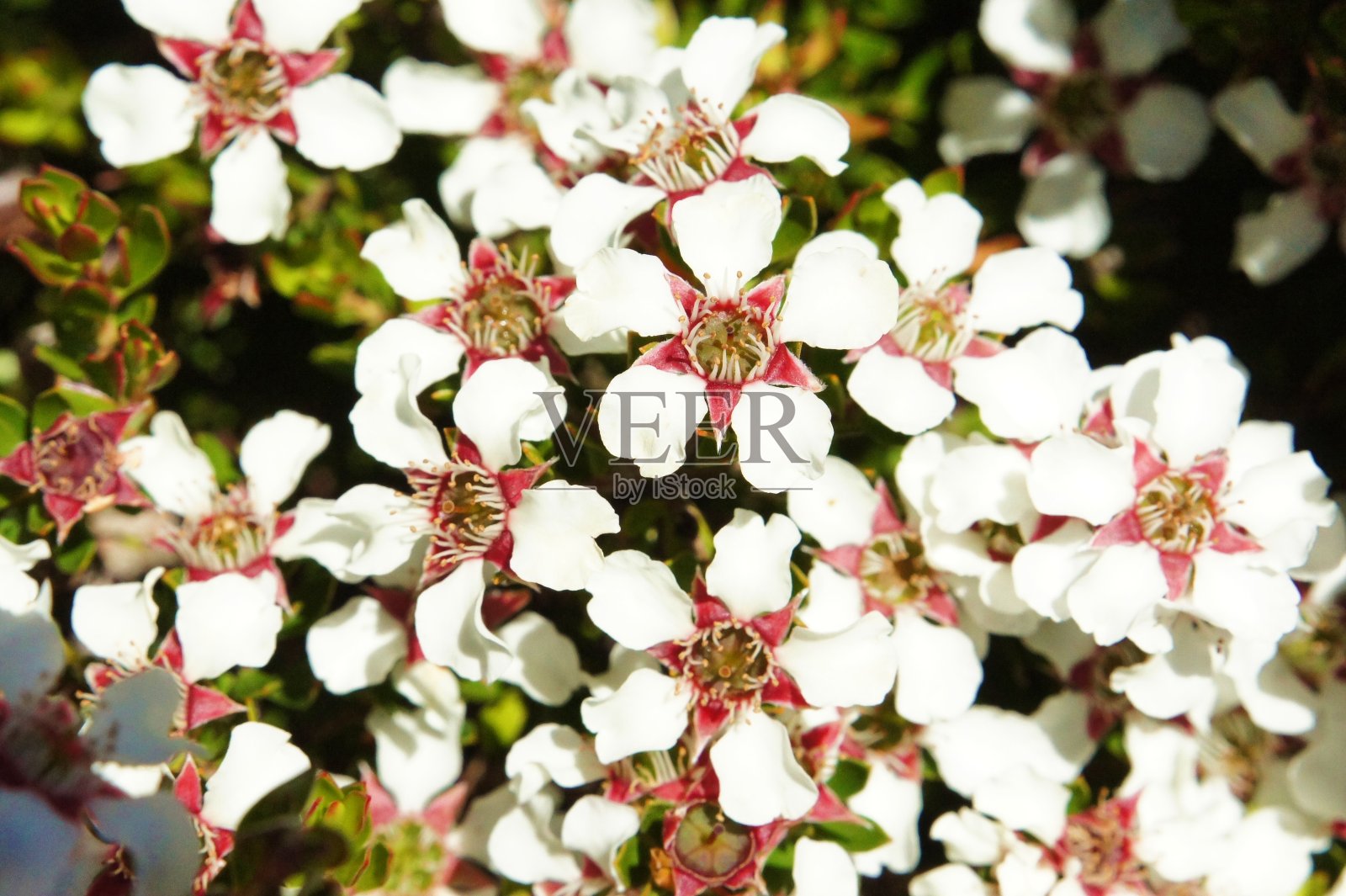 茶树花照片摄影图片