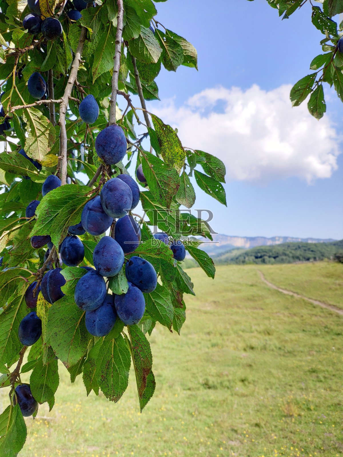 成熟的青梅挂在树枝上照片摄影图片