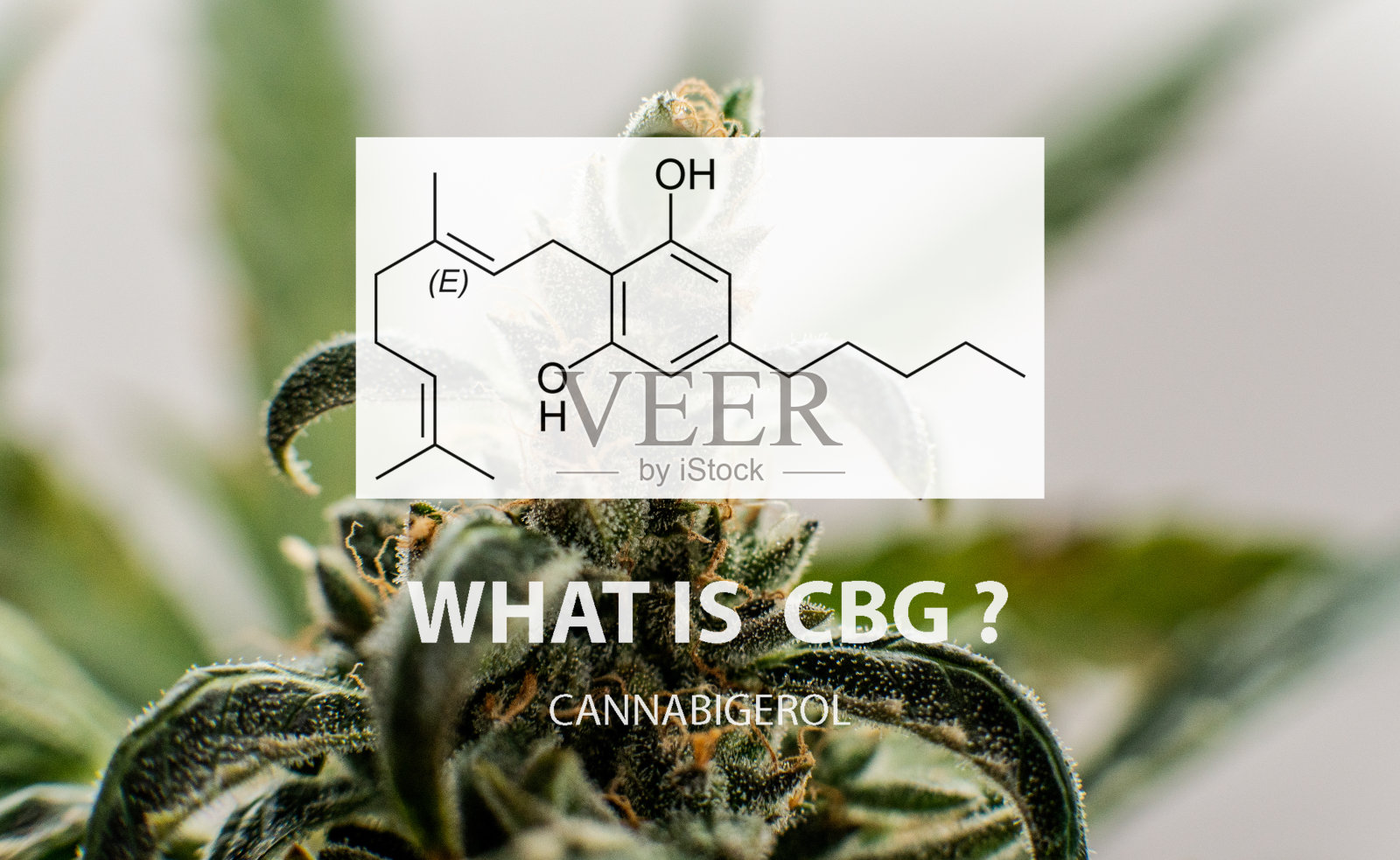 大麻酚大麻素化合物在大麻雌植物。医用大麻研究中的CBG元素照片摄影图片