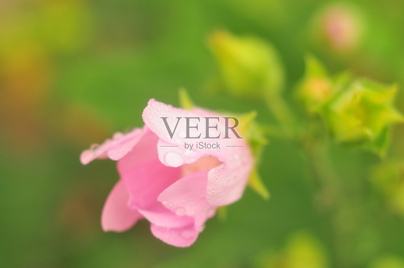 娇嫩的粉红色花蕾雨后开放照片摄影图片