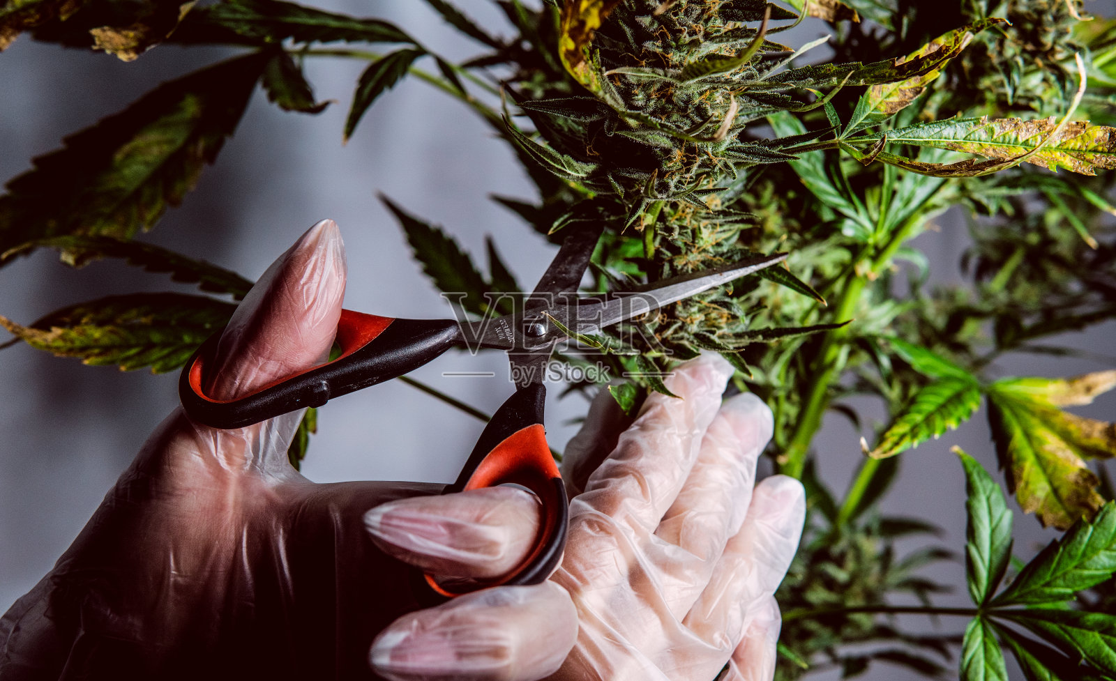 大麻酚大麻素化合物在大麻雌植物。医用大麻研究中的CBG元素照片摄影图片