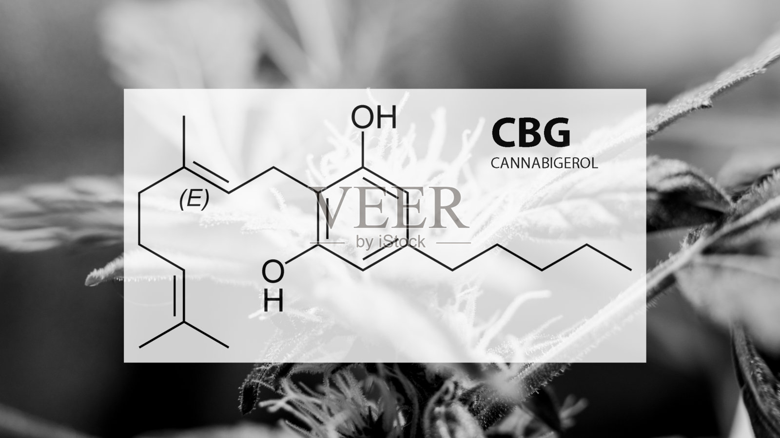 大麻酚大麻素化合物在大麻雌植物。医用大麻研究中的CBG元素照片摄影图片