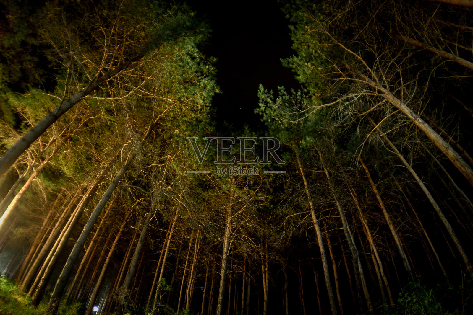 神奇的灯光在夜晚神秘的森林中闪闪发光。有着奇异光线的松树林照片摄影图片