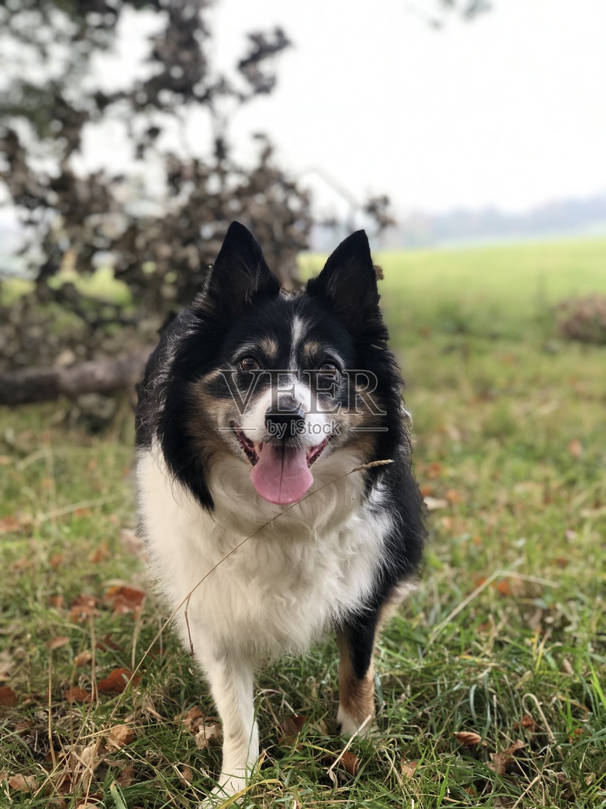 男人最好的朋友照片摄影图片