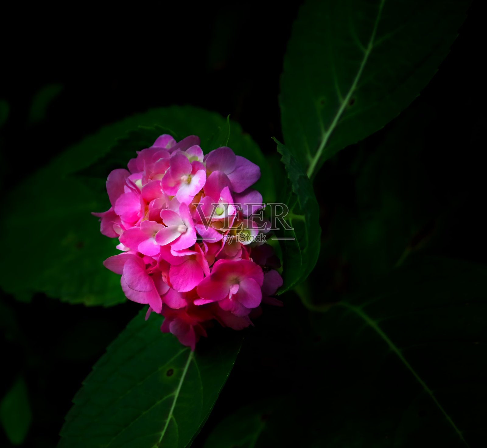 粉红色的绣球花花照片摄影图片