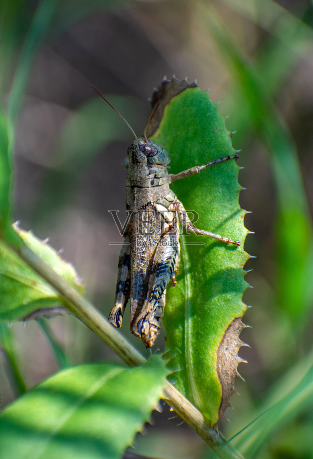 蚱蜢在叶照片摄影图片