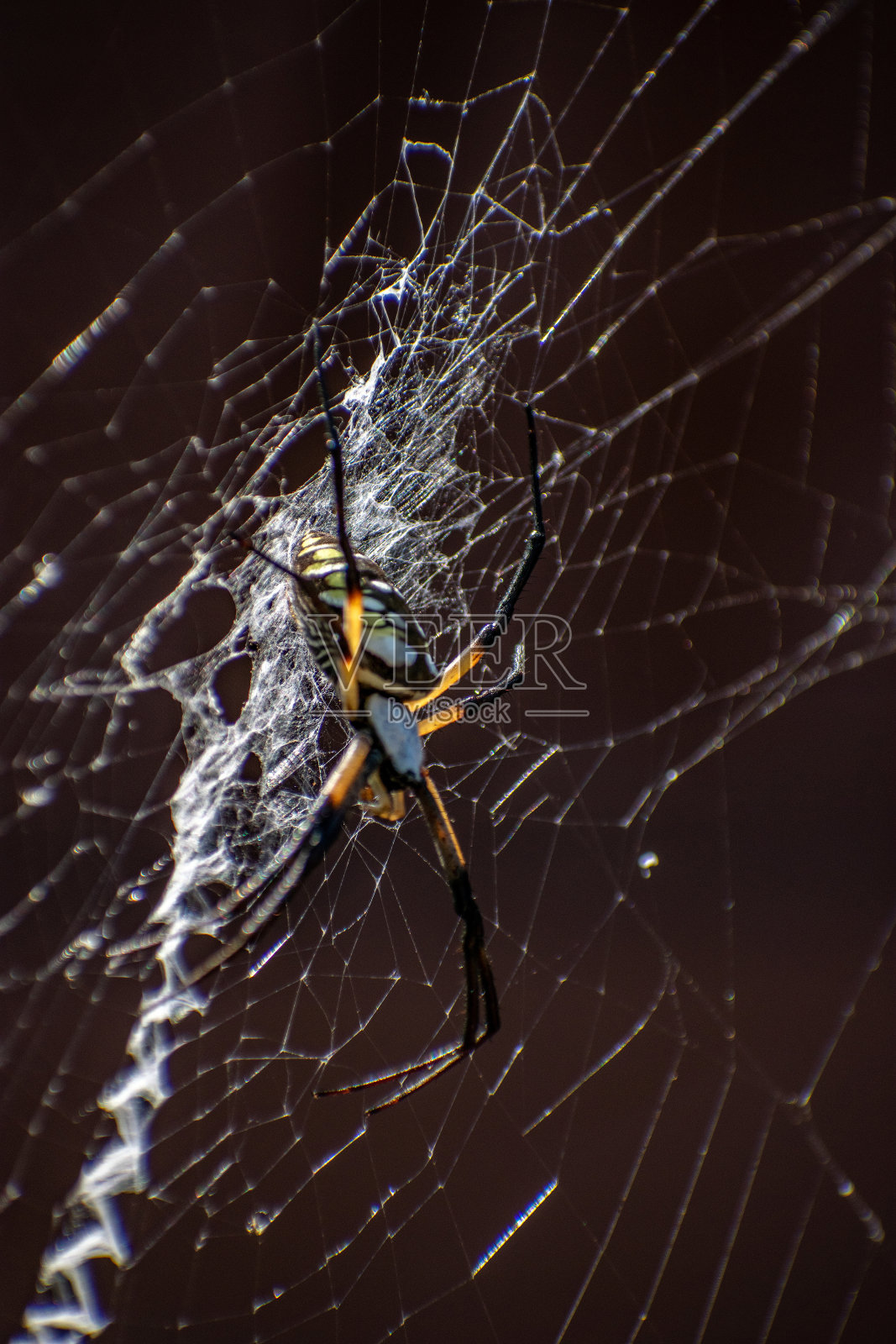 有阴影的黄色花园蜘蛛照片摄影图片