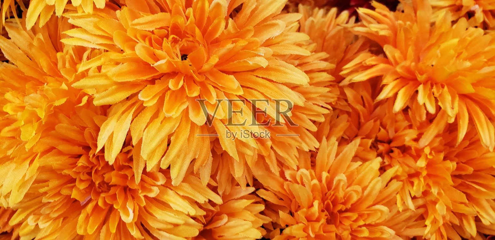 明亮的橙色花朵照片摄影图片