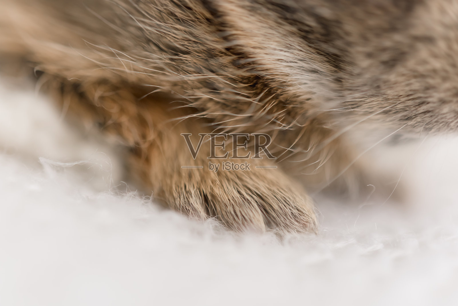 小兔子照片摄影图片