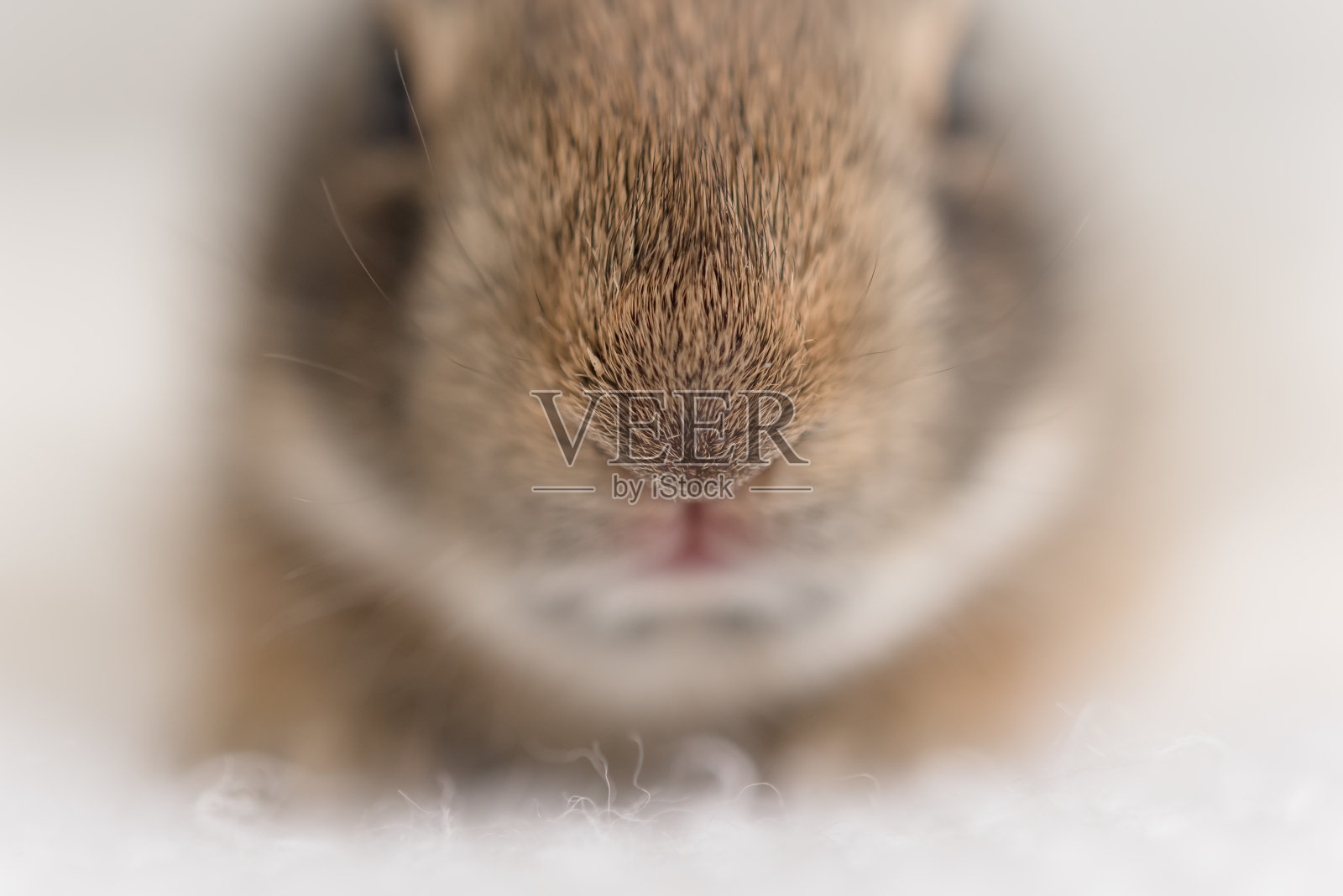 小兔子照片摄影图片